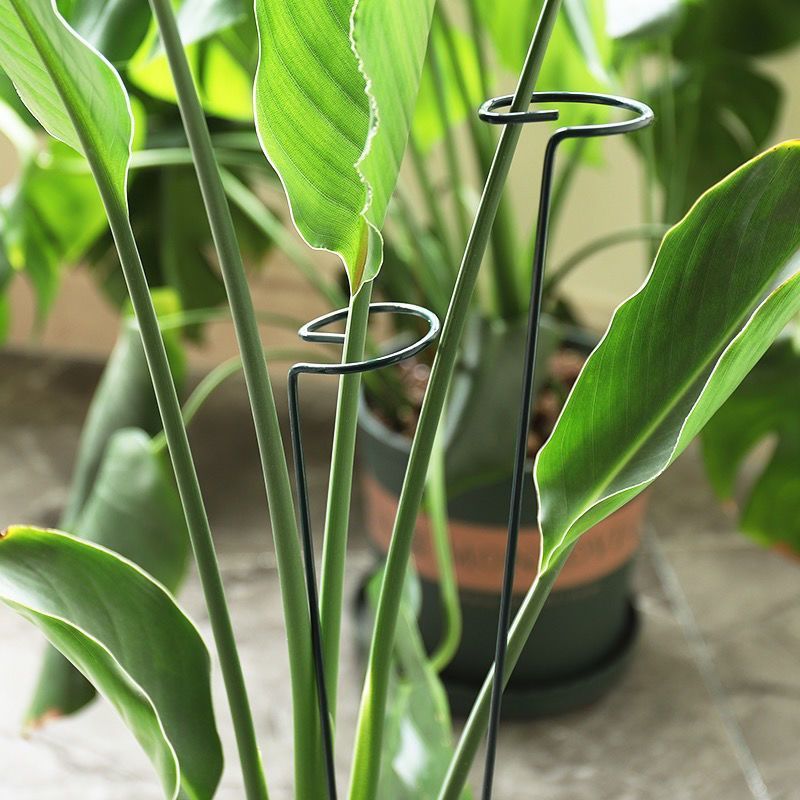 1/10pcs Garden Support Stake R - đánh giá và giá Plant Support Stake