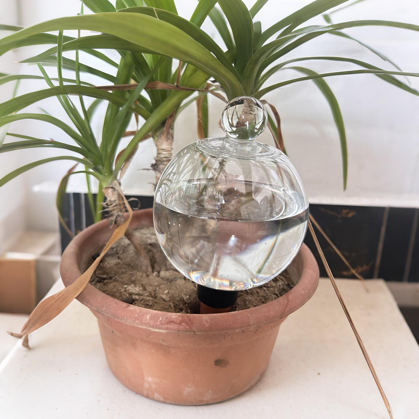 Plant Watering Bulbs 4pcs 500m - đánh giá và giá Succulent Set