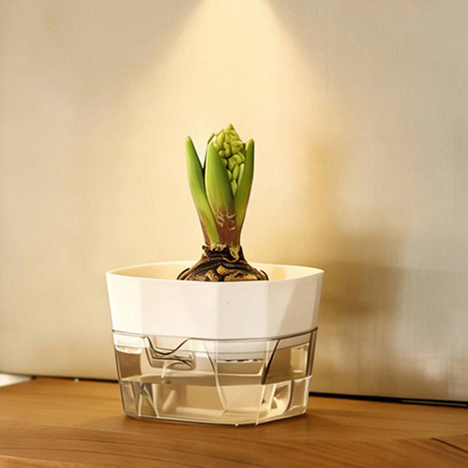 Hydroponic Vase Two Layer Self - đánh giá và giá Indoor Plants
