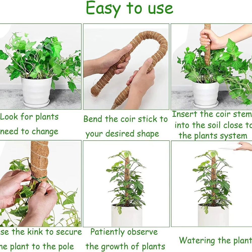 Horticultural Coconut Palm Sti - đánh giá và giá Pothos