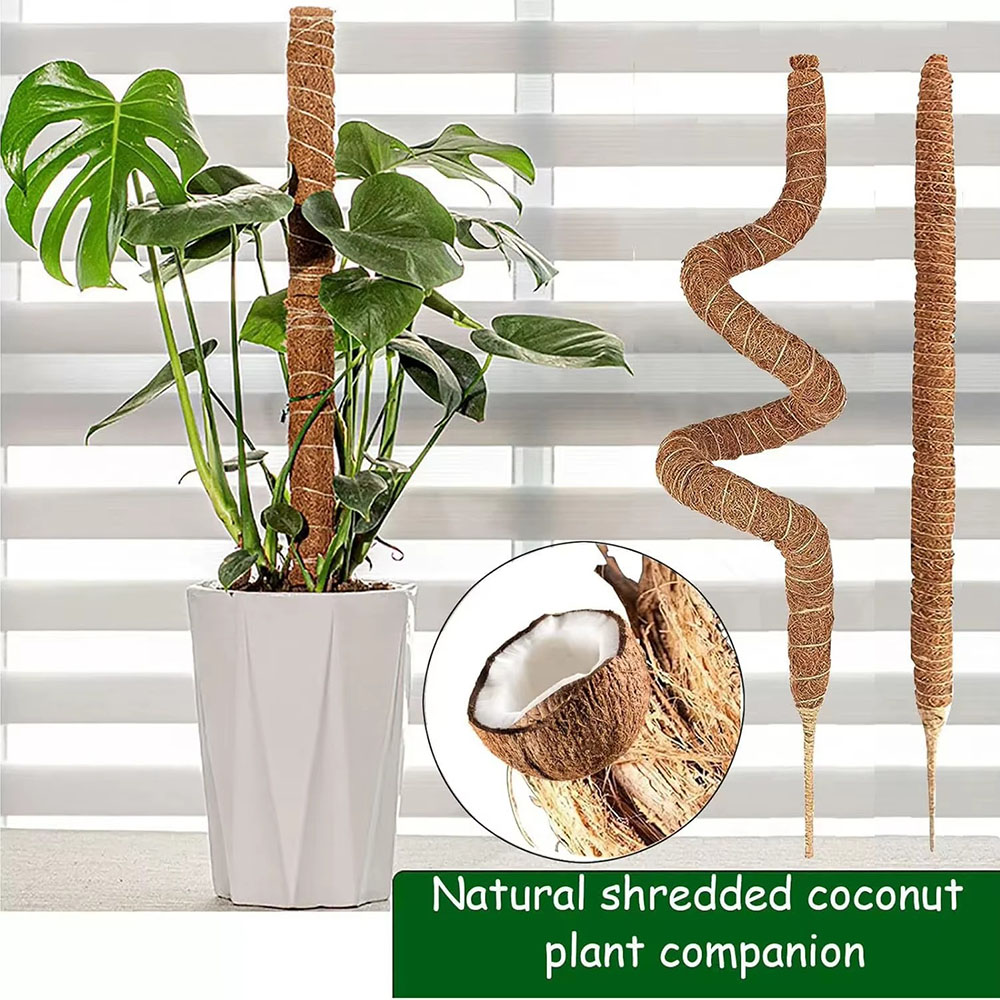Horticultural Coconut Palm Sti - đánh giá và giá Pothos