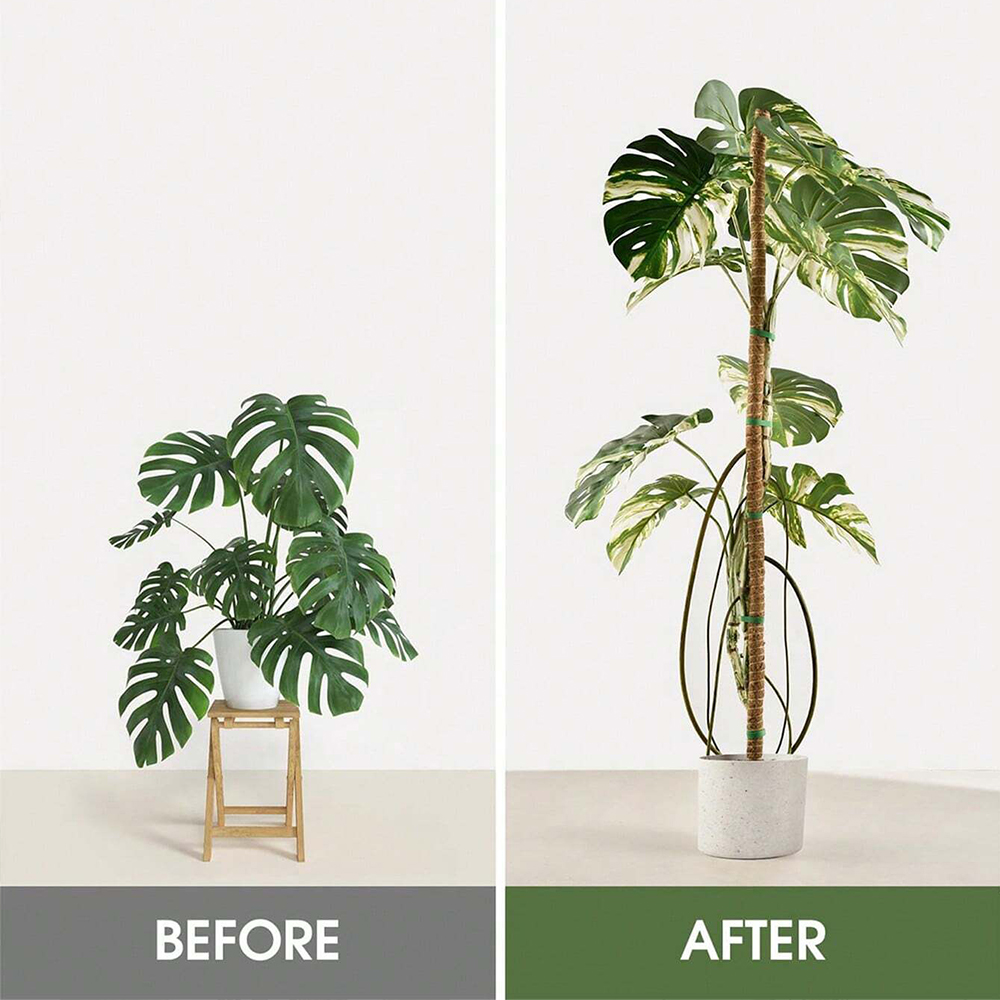 Moss Pole for Plants Monstera  - đánh giá và giá Plant Support Stake